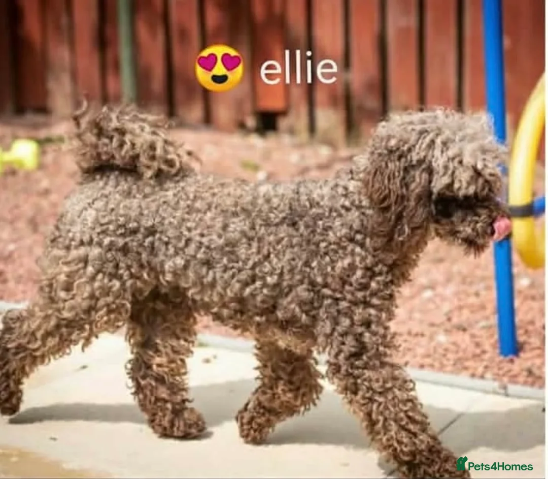 Miniature Poodle dogs for sale: Miniature poodle  - Advert 2
