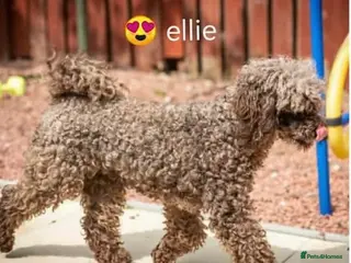 Miniature Poodle dogs Miniature poodle - Advert 14