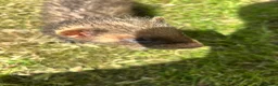 Ferret rodents for sale: Baby Ferret - Advert 17
