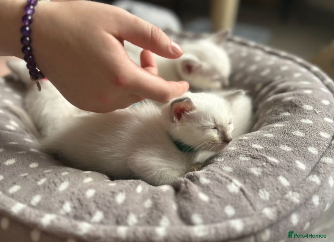 Ragamese cats for sale: Ragamese lilac kittens - Image 7