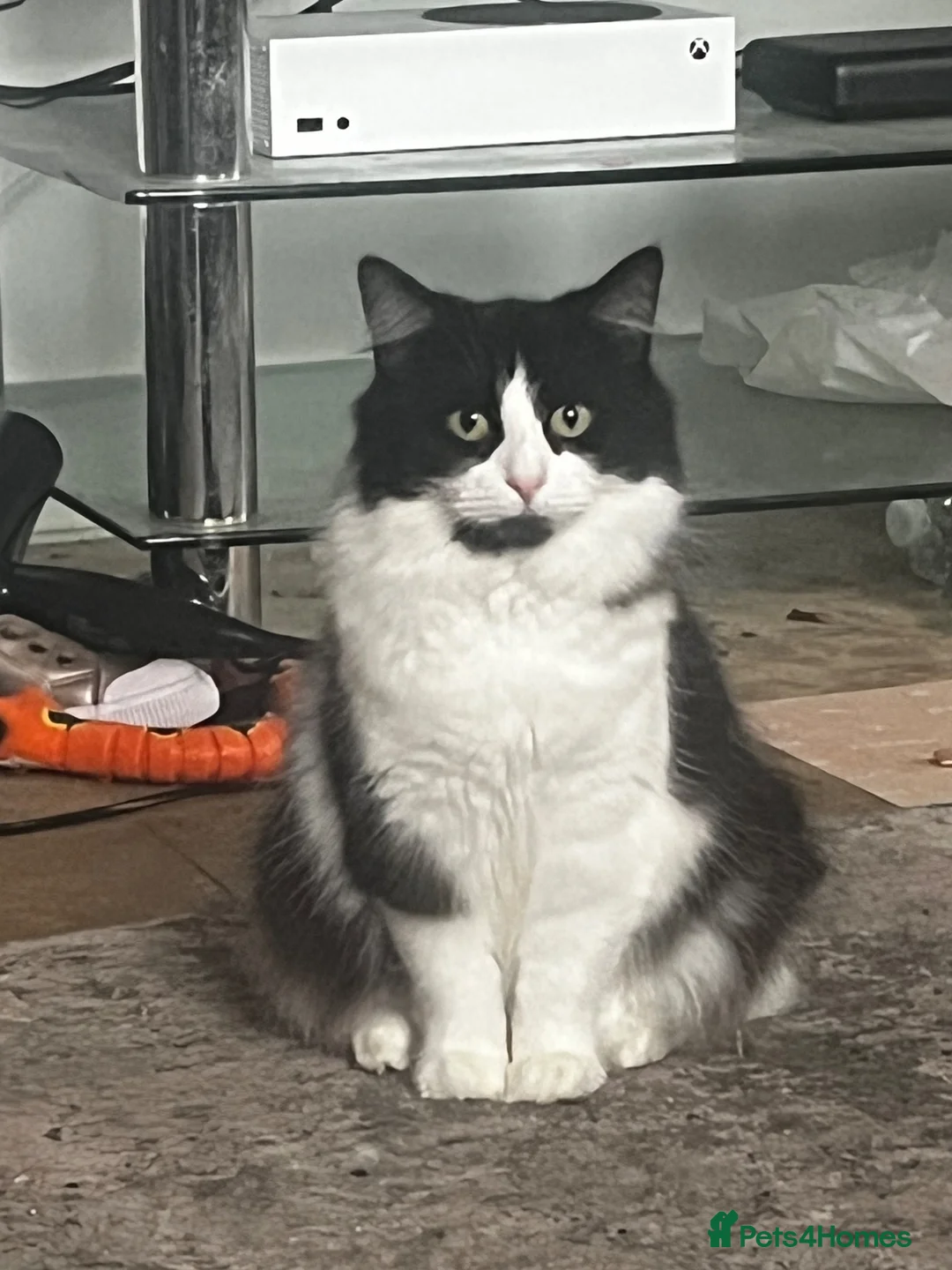 Mixed Breed cats for sale: Luna 3 year old female in Bolton - Advert 2