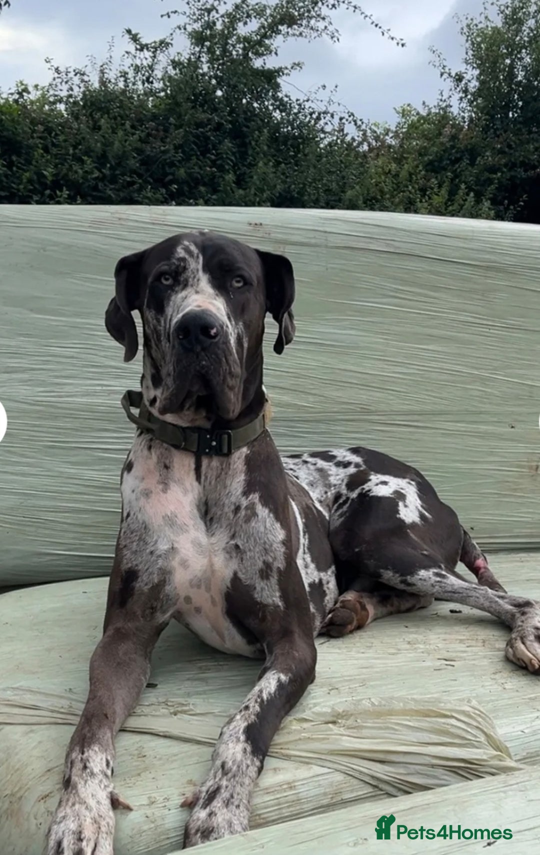 Great Dane dogs for sale: Beautiful KC registered Great Dane Puppies  - Image 24