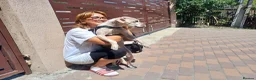 Cockapoo dogs for adoption: 🐾CRIS - Betrayed by the Person He Trusted… in Nottingham - Advert 11