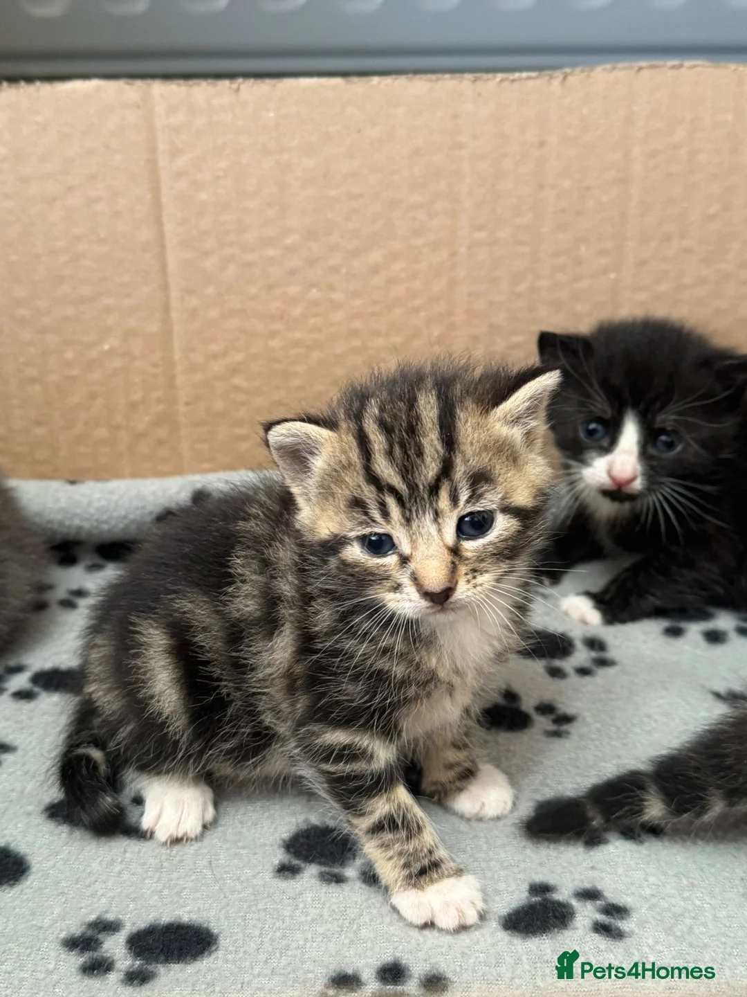 Russian Blue cats for sale: Beautiful Russian blue British shorthair cross  in Godalming - Advert 2
