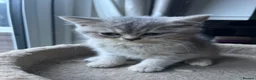 British Shorthair cats for sale: Gorgeous Gccf British  Longhairs  - Advert 9