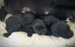 Mixed Breed dogs for sale: Council approved 5⭐️licensed breeder  - Image 2