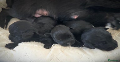 Mixed Breed dogs - Advert 5