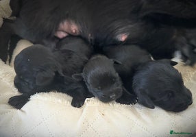 Mixed Breed dogs - Advert 5