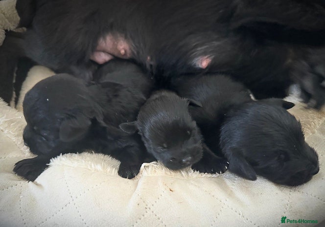 Mixed Breed dogs - Advert 3