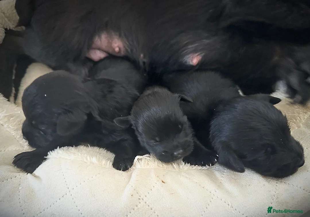 Mixed Breed dogs for sale: Council approved 5⭐️licensed breeder  - Advert 3