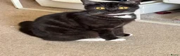 British Shorthair cats for sale: Female British short haired/ tabby cat - Advert 5