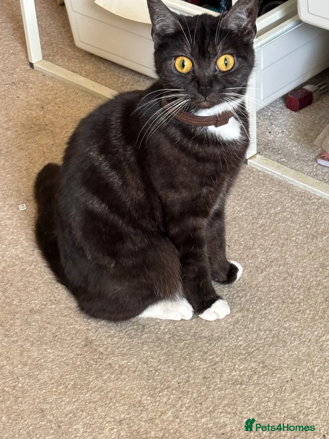 British Shorthair cats for sale: Female British short haired/ tabby cat - Advert 5
