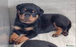 Rottweiler dogs for sale: 4 pups left, extensively health tested parents - Image 17