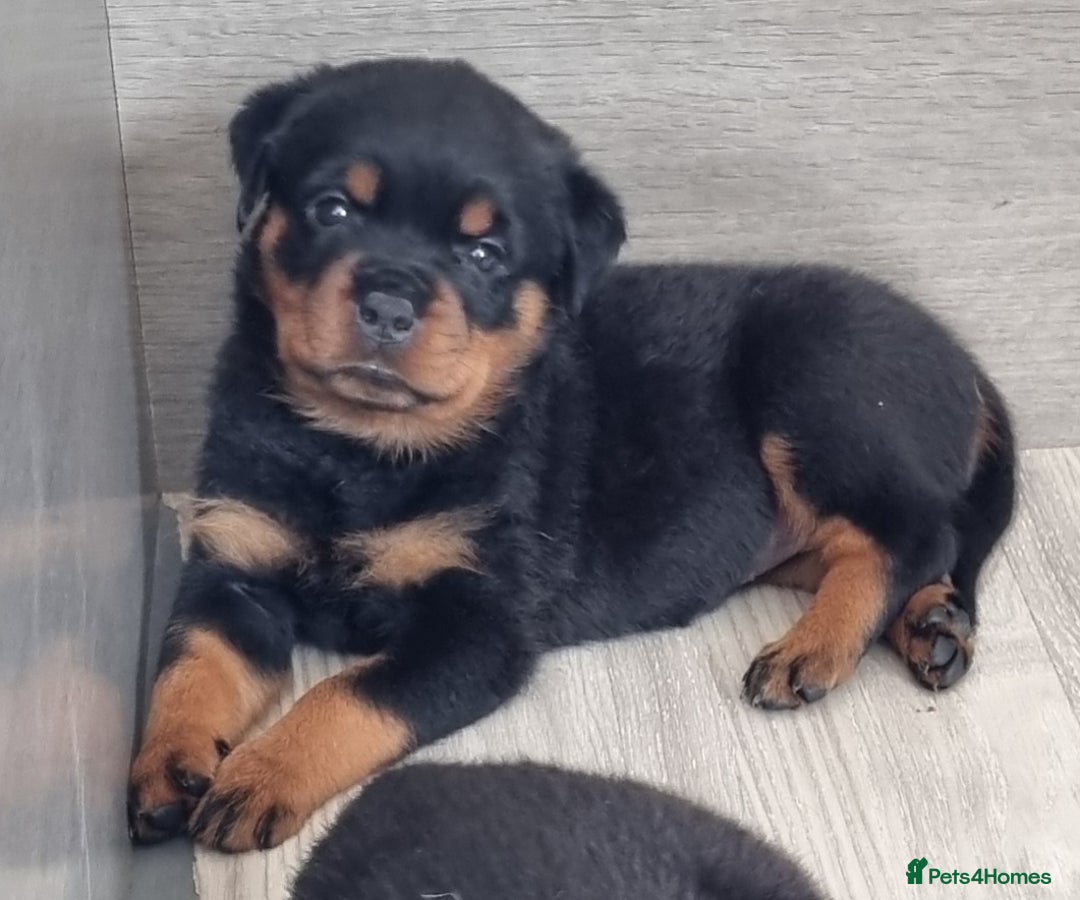 Rottweiler dogs for sale: 4 pups left, extensively health tested parents - Image 17