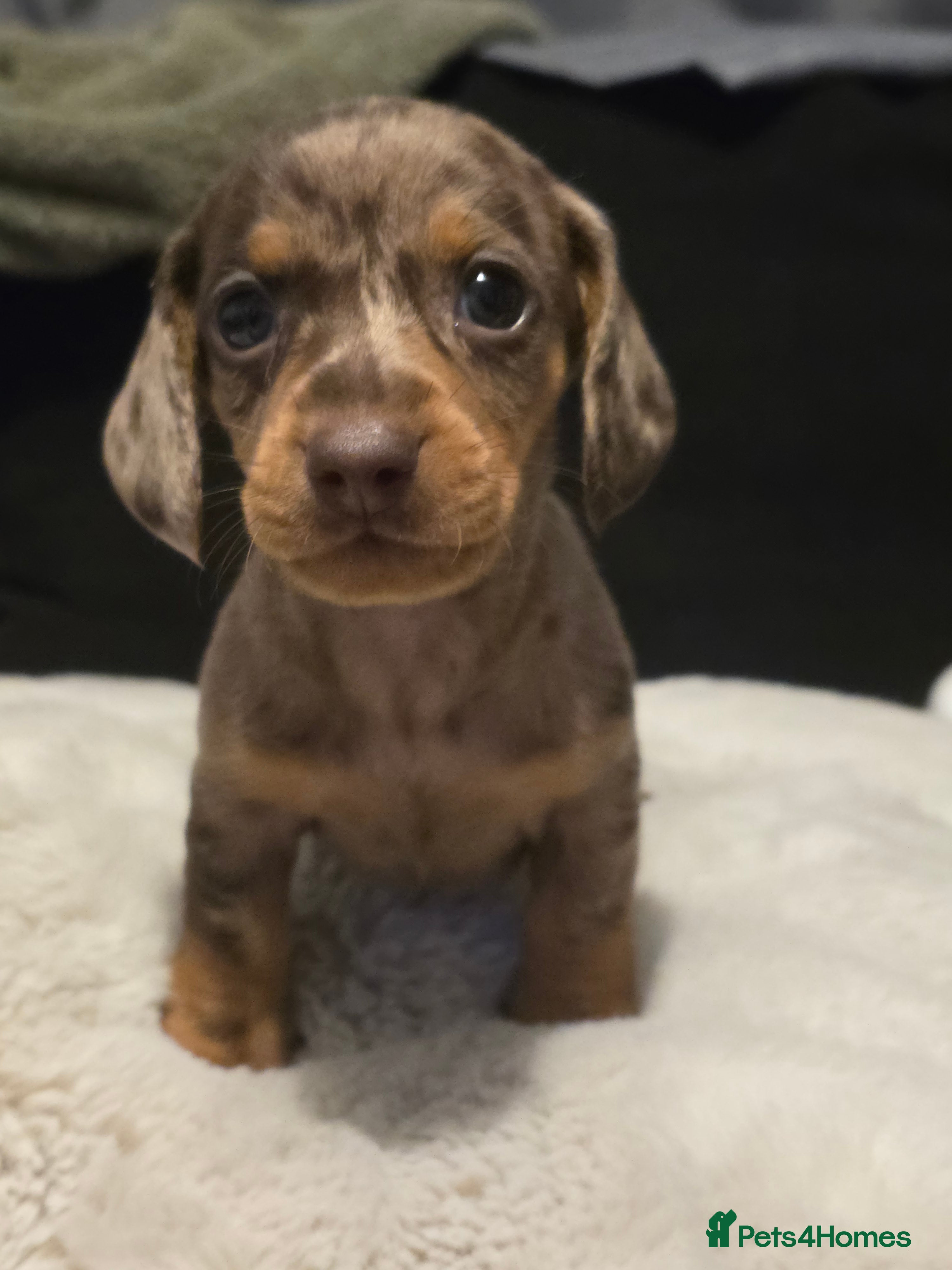 Dachshund dogs Beautiful  Dachshund Puppies  - Advert 12