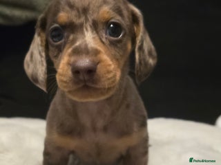 Dachshund dogs Beautiful Dachshund Puppies - Advert 12