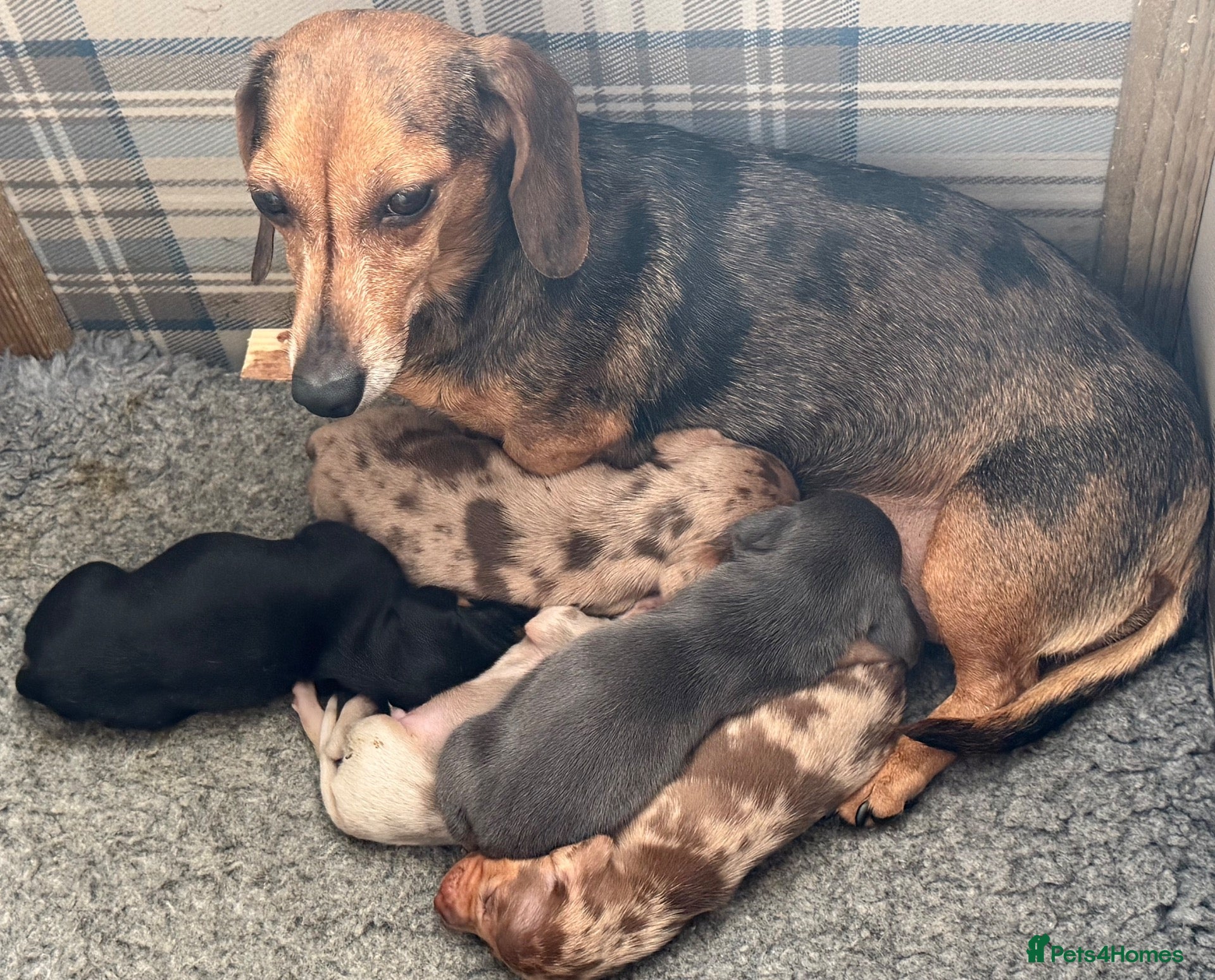 Miniature Dachshund dogs Miniature Dachshund Puppies  - Advert 1