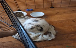 Mini Lop rabbits for sale: Male Rabbit in need of forever home.  - Image 2