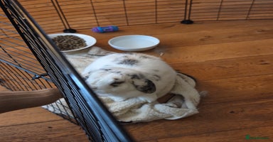 Mini Lop rabbits - Advert 14