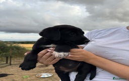 Borador dogs for sale: Beautiful intelligent Borderdors for sale  - Image 18