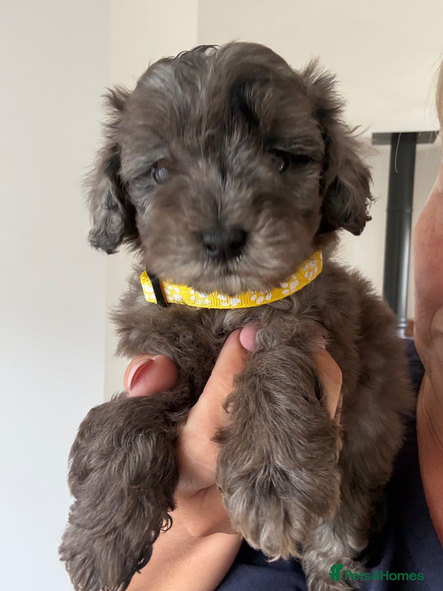 Cavapoo dogs Exceptional health tested Cavapoo puppies - Advert 1