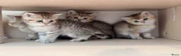 British Shorthair cats for sale: Adorable BSH Golden Shaded (25) Kittens - Advert 4
