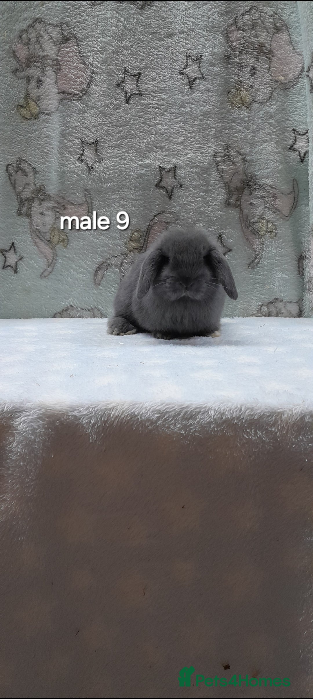 Mini Lop rabbits for sale: Purebred mini lops ready to reserve  - Advert 17
