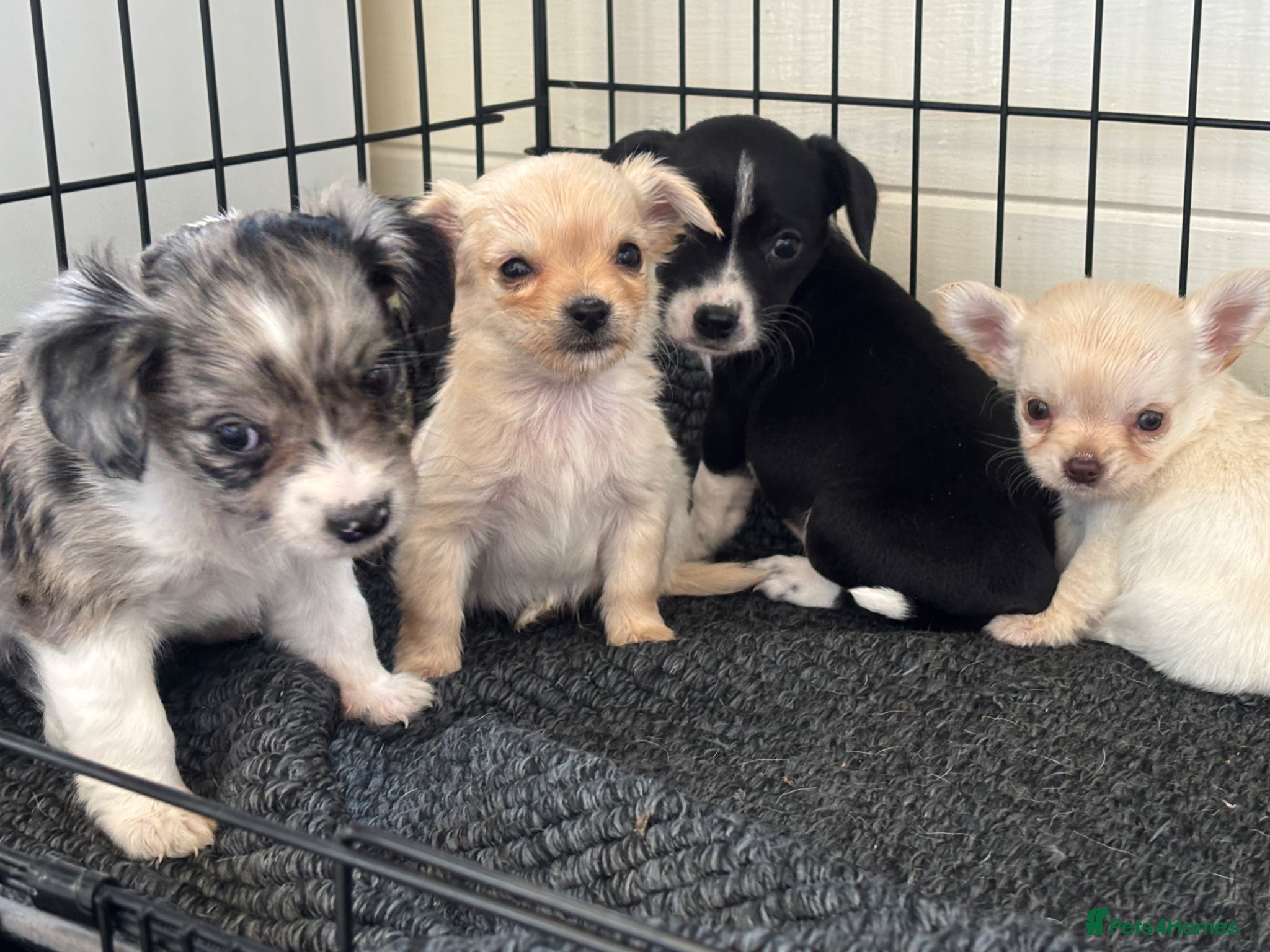 Mixed Breed dogs CHIHUAHUA PUPS AVAILBE 9TH APRIL - Advert 4