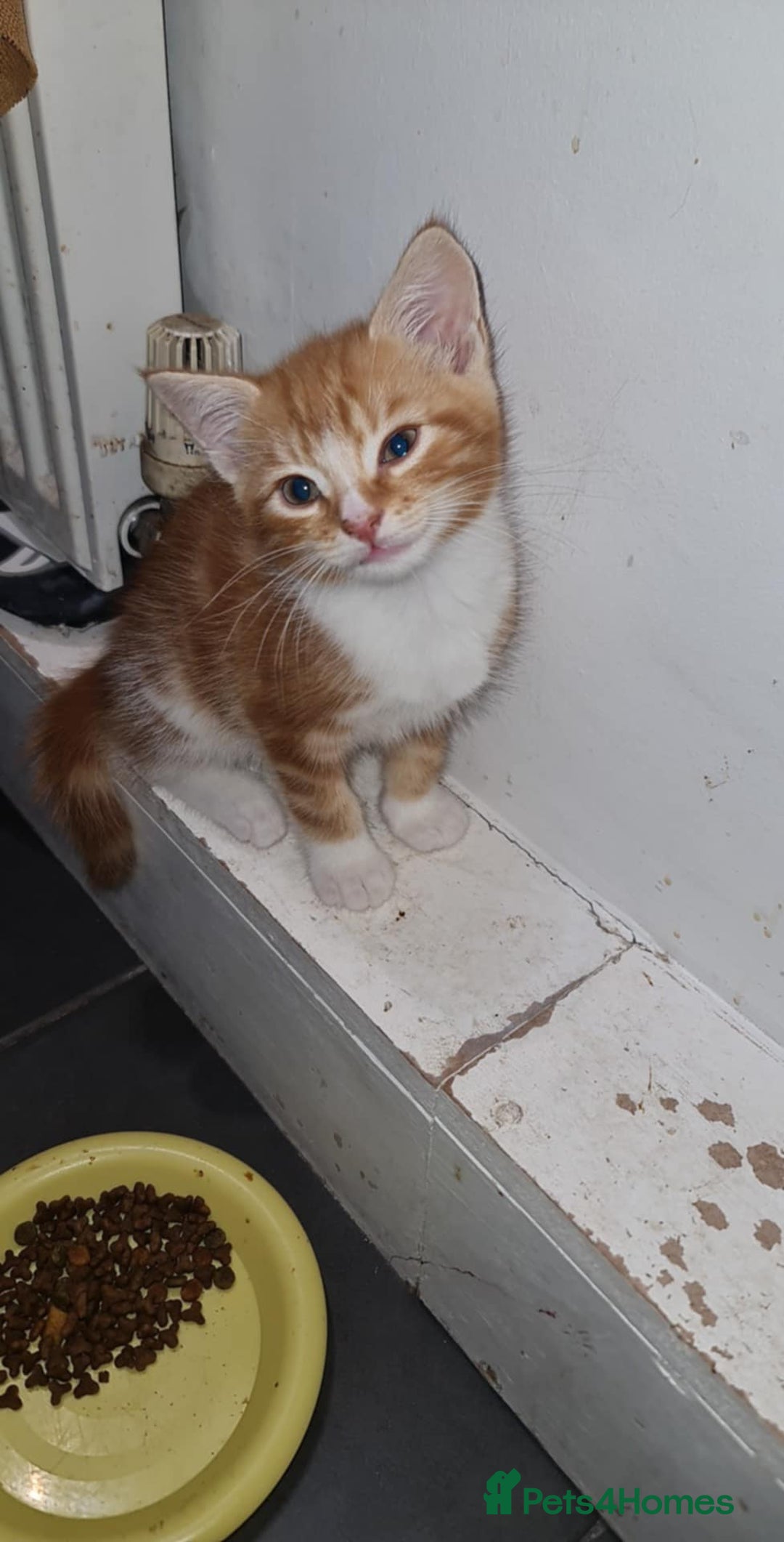 Mixed Breed cats for sale: 4 kittens looking for forever homes  - Image 5