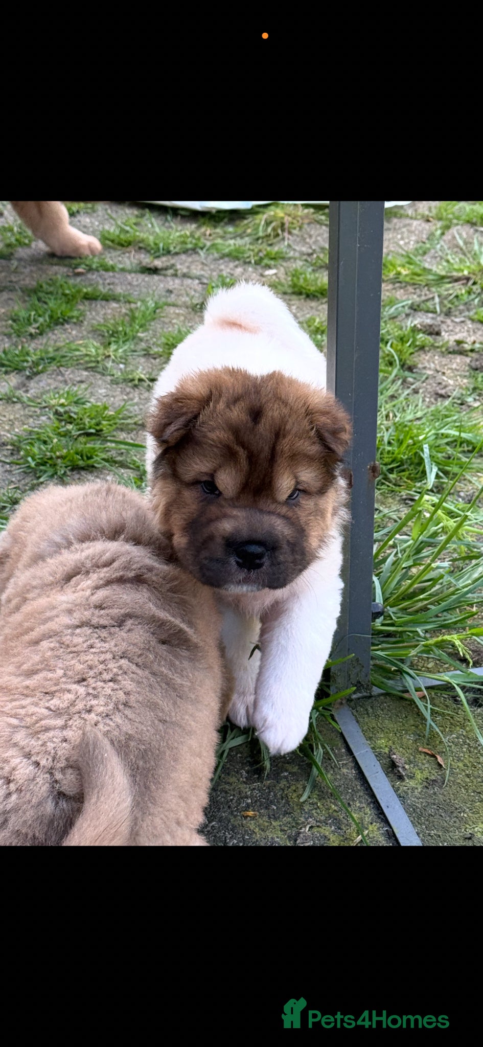 Shar Pei dogs for sale: Bear Coat Shar Pei KC Registered  - Advert 11
