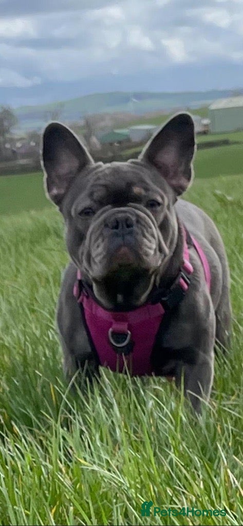 French Bulldog dogs for sale: Luna & Mike NEED a New Loving Home - Advert 6