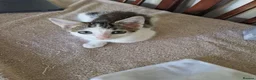 Mixed Breed cats for sale: Kitten for sale  in South Croydon - Advert 6