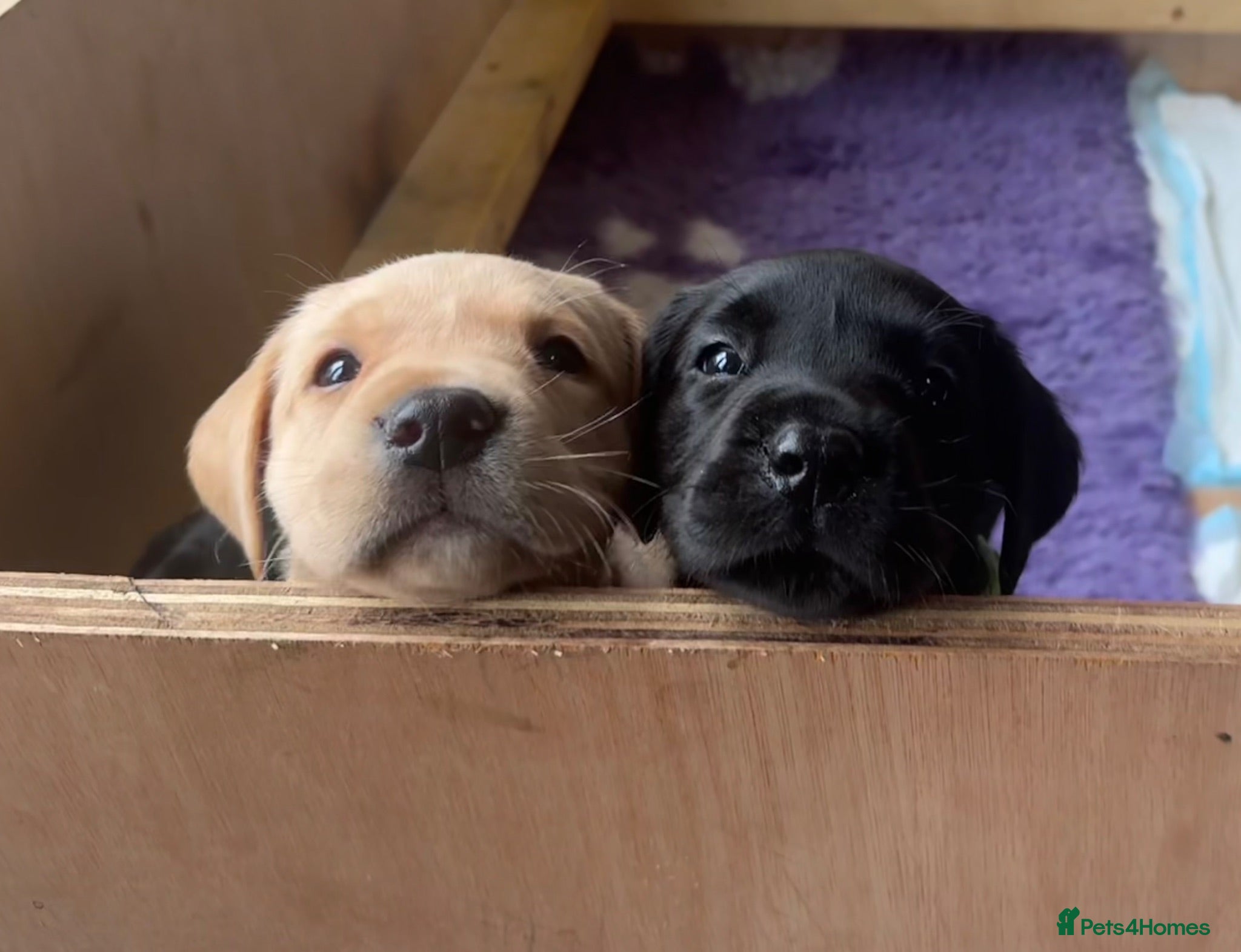 Labrador Retriever dogs KC Registered beautiful working labrador puppies - Advert 2