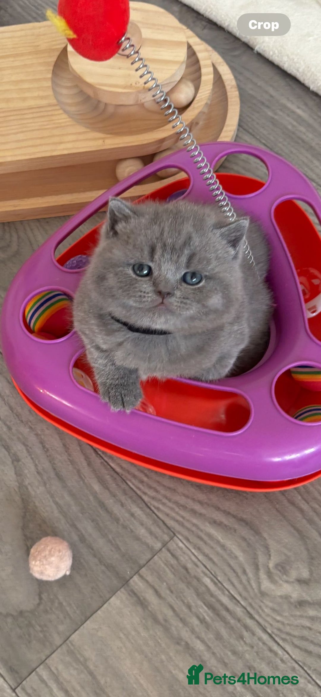 British Shorthair cats for sale: 🧸✨6 Chunky British Shorthair Kittens For Sale✨🧸 - Advert 37