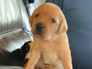 Labrador Retriever dogs Gorgeous Litter of Labrador Puppies - Advert 8