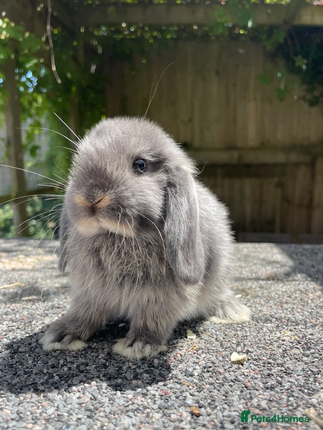 Mini Lop rabbits for sale: Beautiful mini lops looking for their forever home in Weymouth - Advert 7
