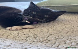 Mixed Breed cats for sale: 4 gorgeous kittens - Image 4