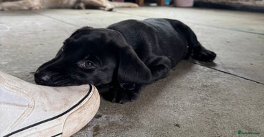 Labrador Retriever dogs - Advert 12