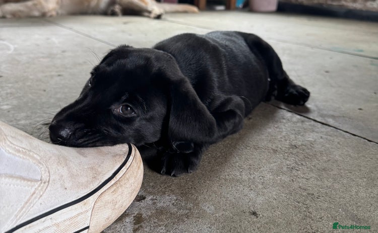 Labrador Retriever dogs - Advert 7