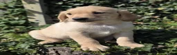 Labrador Retriever dogs for sale: * Beautiful Dna clear KC reg Labrador boys* - Advert 3