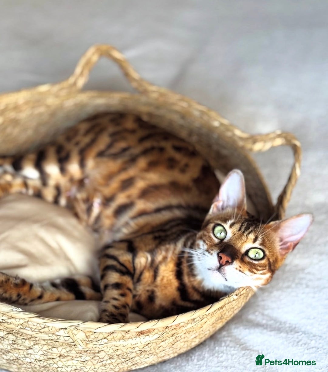 Bengal cats for sale: Bengal kittens TICA ready to leave NOW♥️🐈 - Advert 1