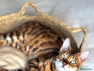 Bengal cats Bengal kittens TICA ready to leave NOW♥️🐈 - Advert 1