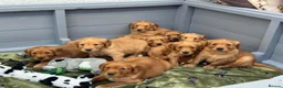 Golden Retriever dogs for sale: DARK RED KC REG GOLDEN PUPPIES HEALTH TESTED CLEAR - Advert 6