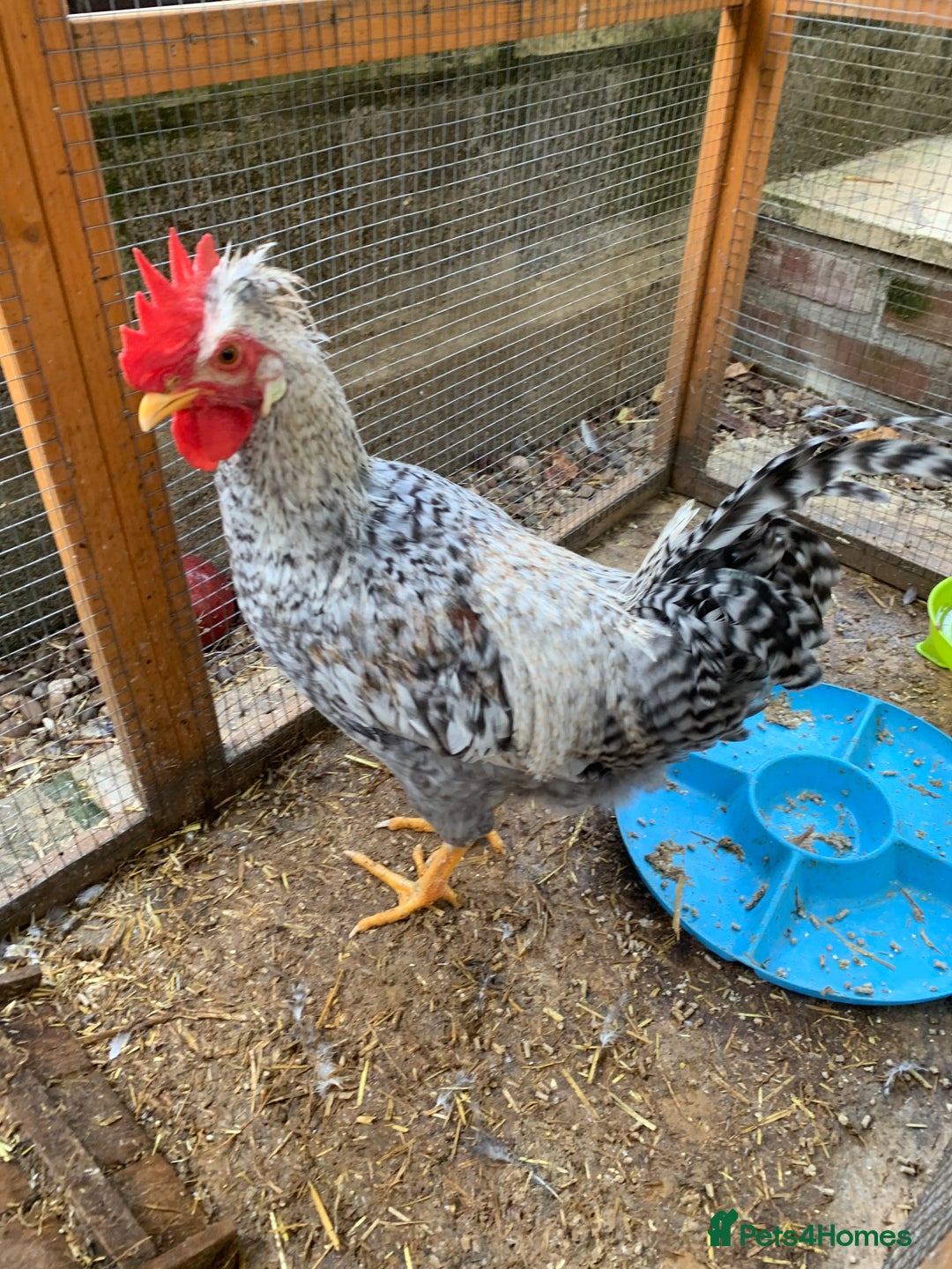 Chickens poultry for sale: Cockeral - Image 3