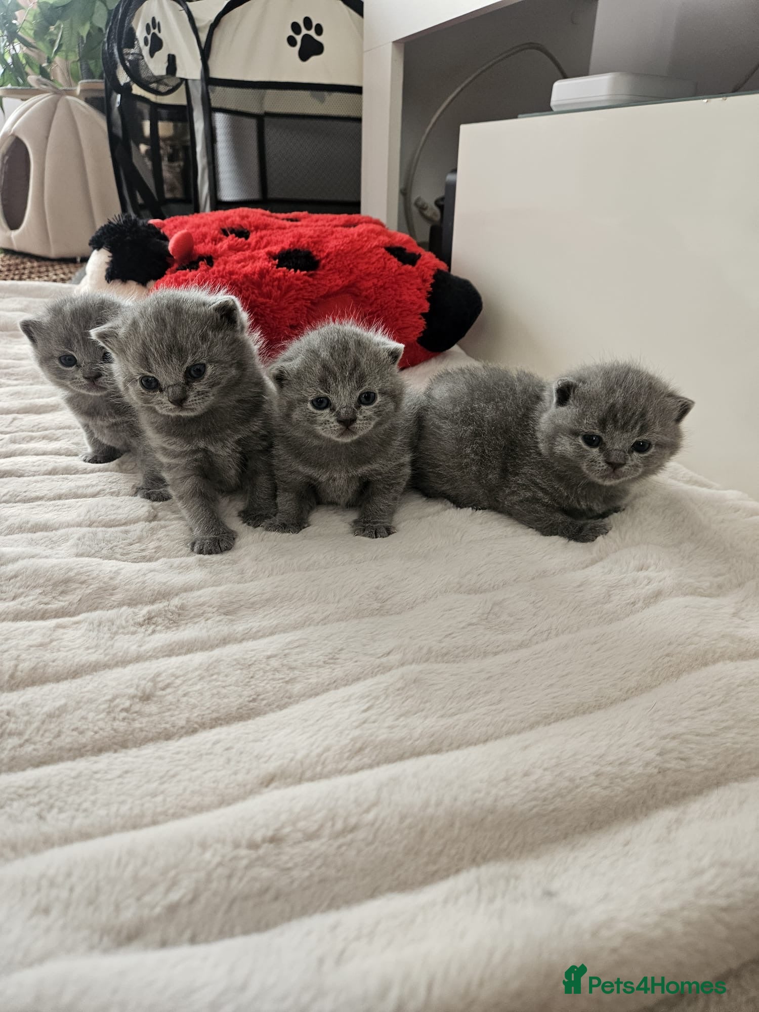 British Shorthair cats Stunning British blue shorthair kittens London  - Advert 1