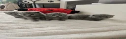 British Shorthair cats for sale: Stunning British blue shorthair kittens London  - Advert 4