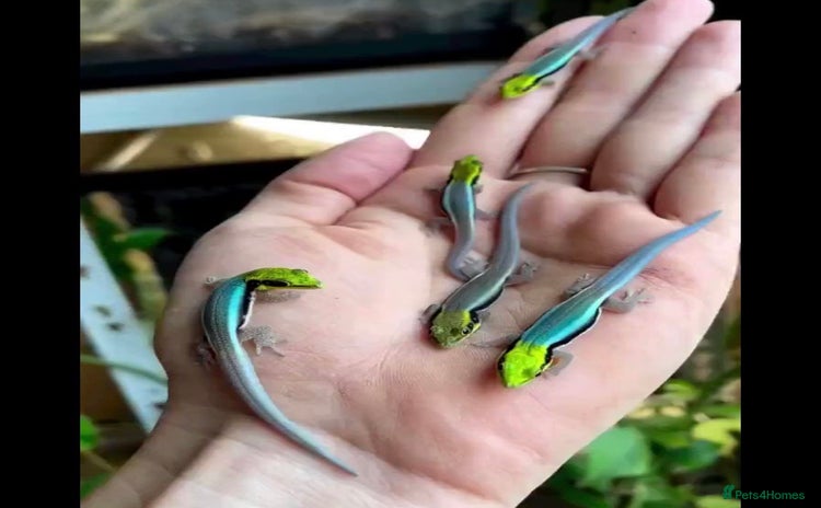 Gecko reptiles in Nottingham - Advert 2