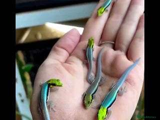 Gecko reptiles in Nottingham - Advert 6