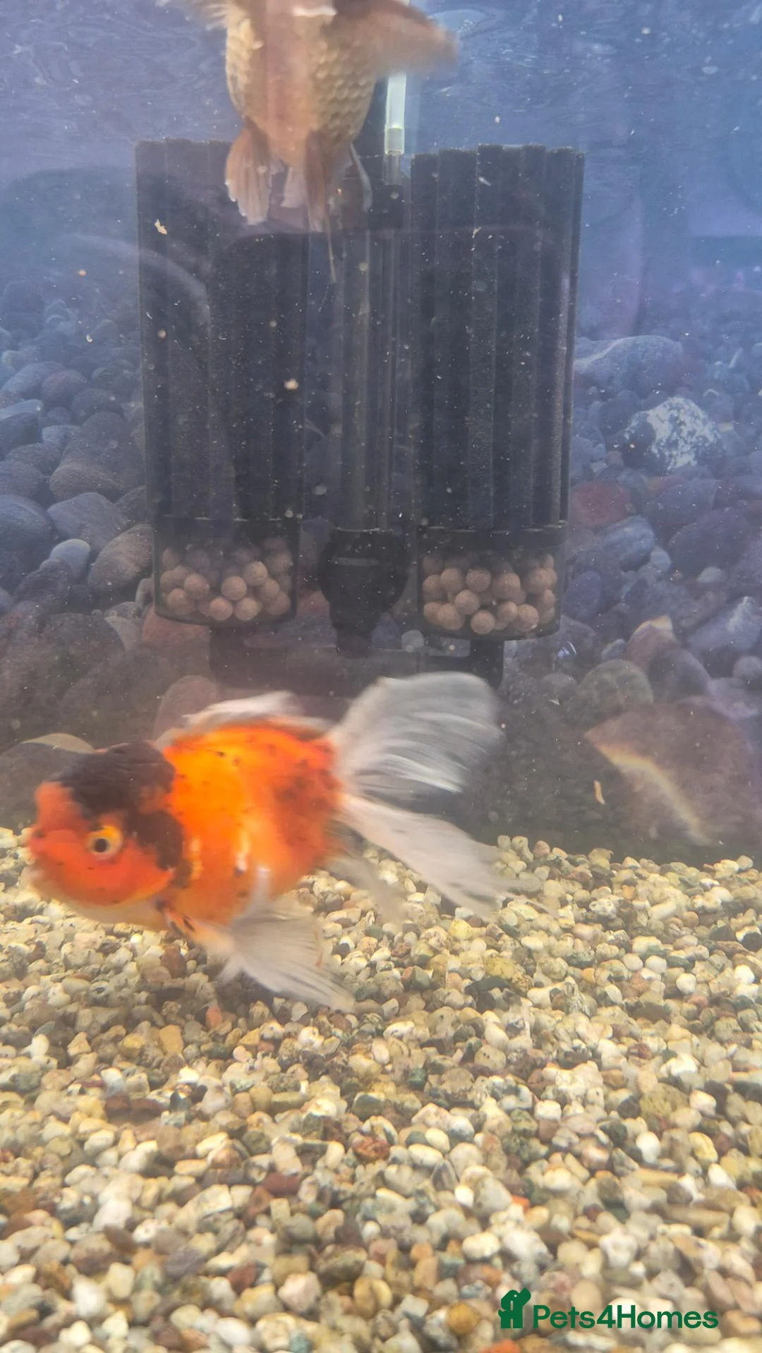 Fancy Goldfish fish for sale: Giant Oranda  - Advert 2
