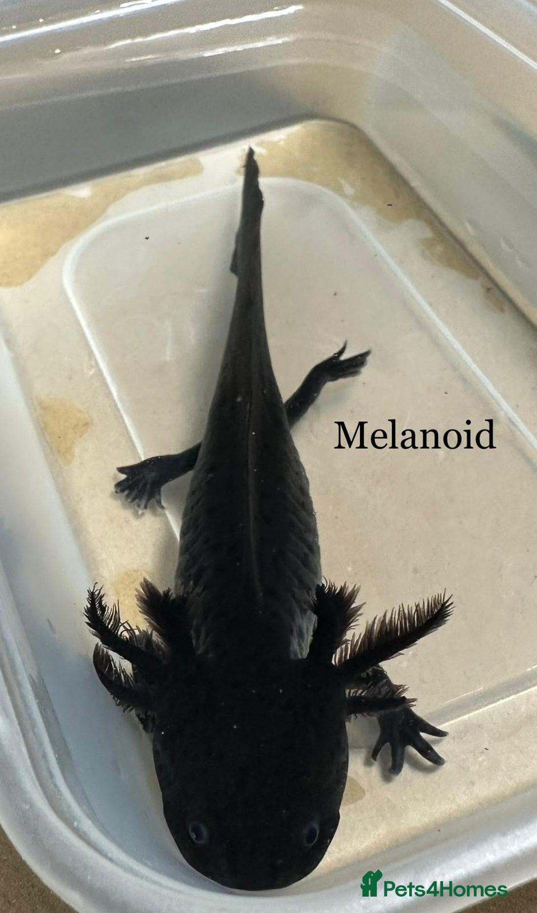 Axolotl reptiles for sale: Axolotl in Hunstanton - Image 2
